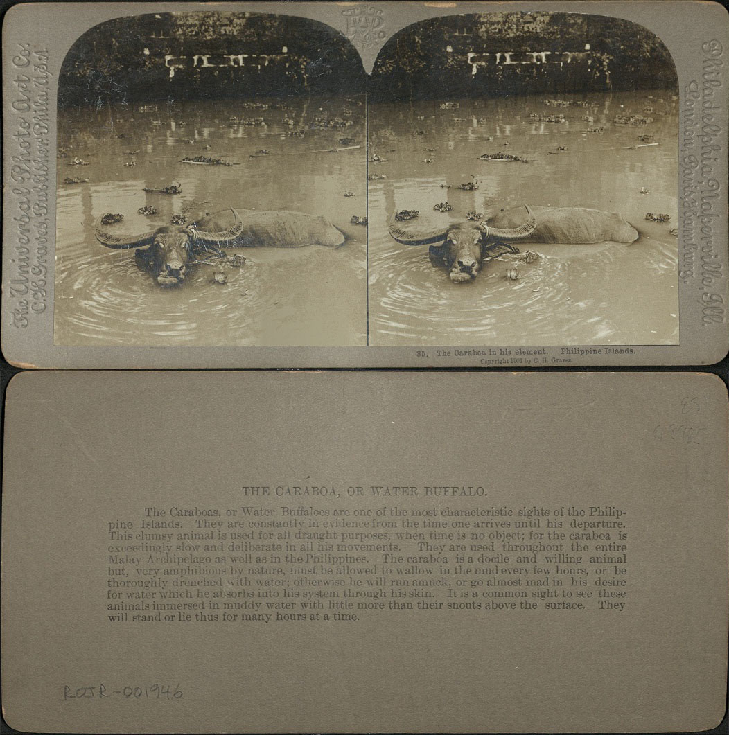 The Caraboa [Carabao] in his element. Philippine Islands.